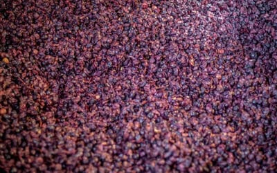 Caves Ouvertes de Noël 2025