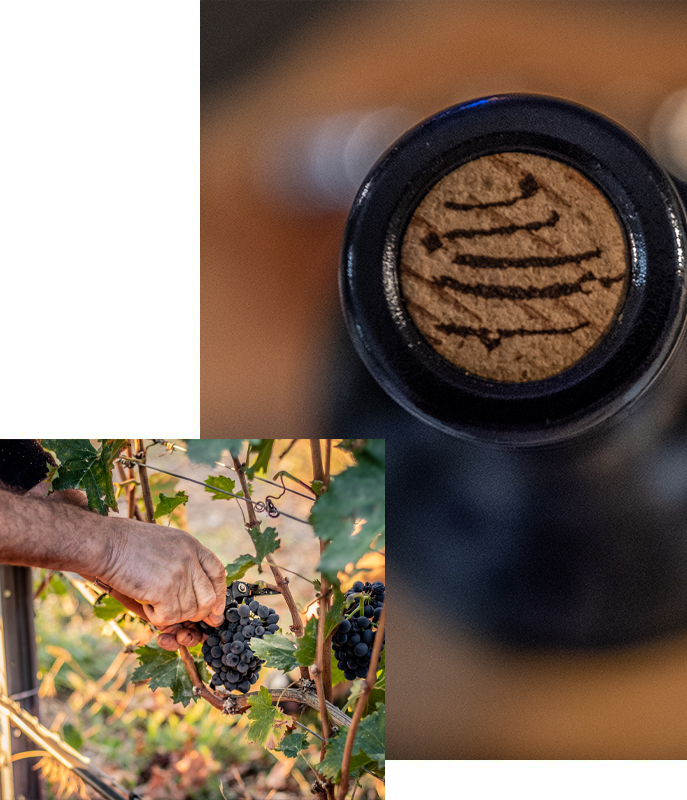 Vigneron indépendant à Miège dans le vignoble du Valais